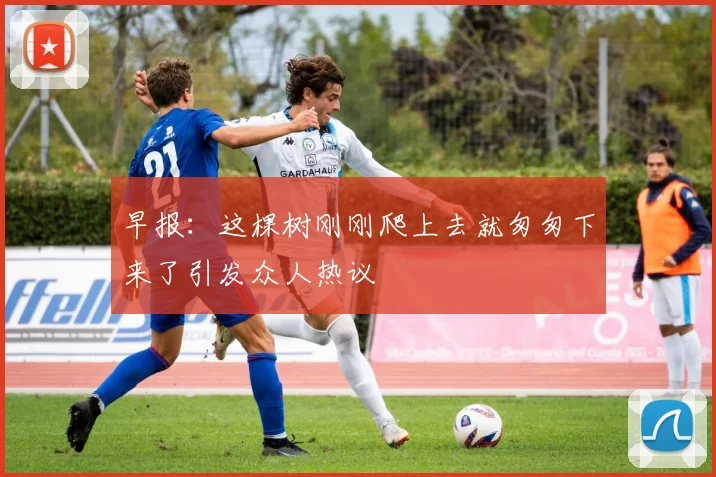 早报：这棵树刚刚爬上去就匆匆下来了引发众人热议
